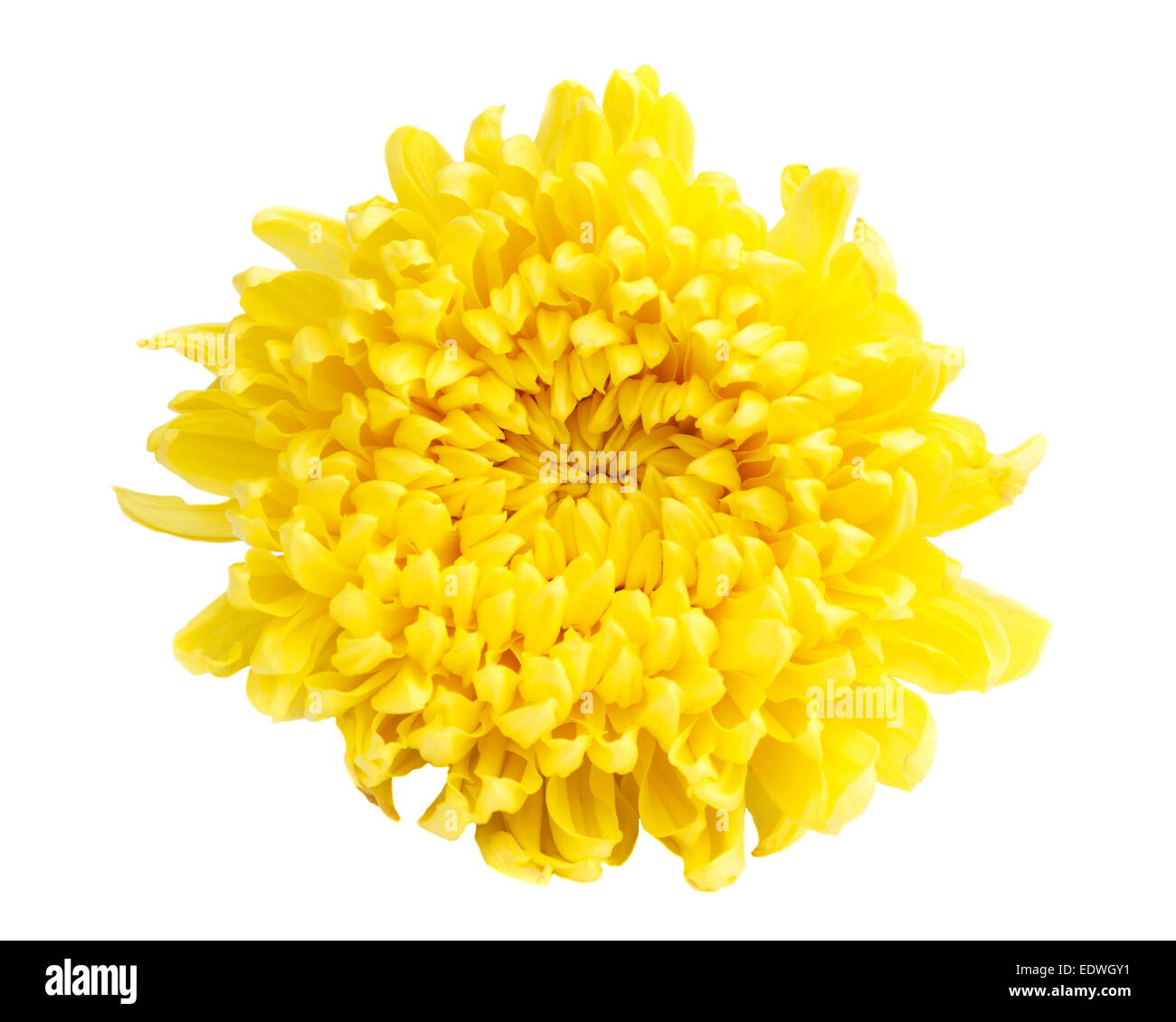 gelbe Chrysantheme Farbe auf weißem Hintergrund (isoliert) Stockfoto