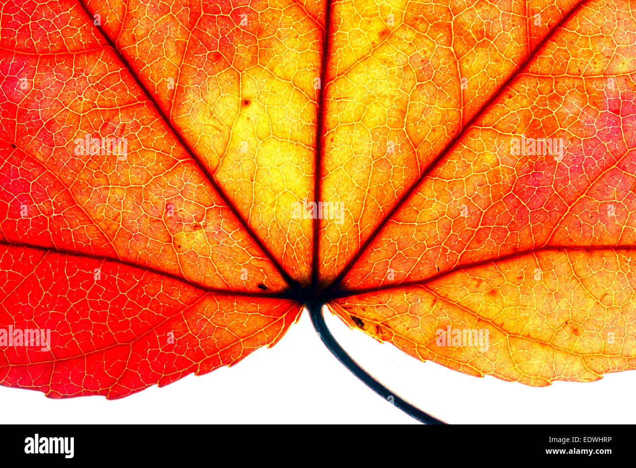 Blatt der Liquidambar, Gattung der Sweetgum (Liquidambar Styraciflua), Blätter, Farbwechsel, Stockfoto