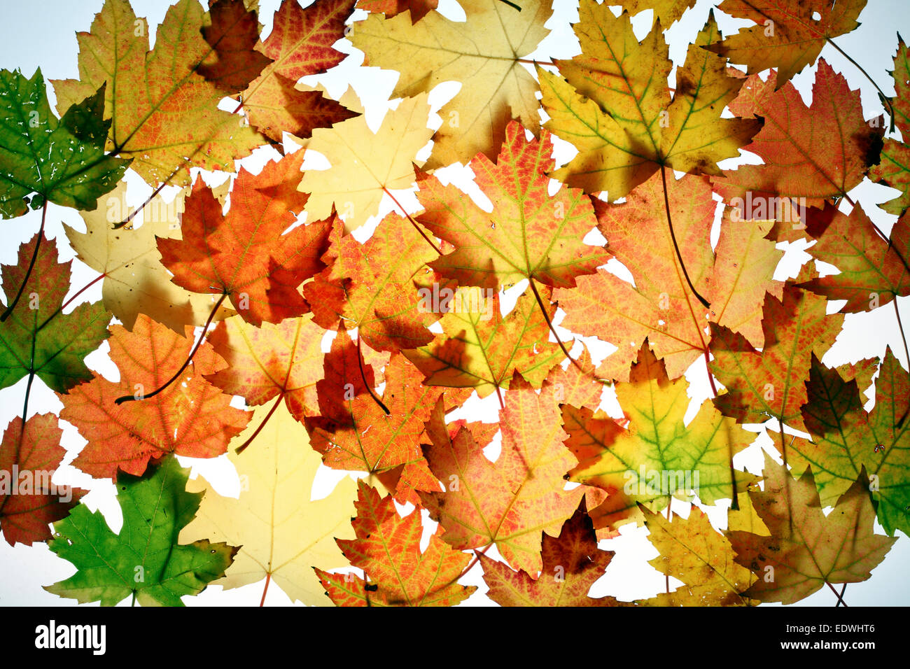 Herbstlaub, Collage, Stockfoto