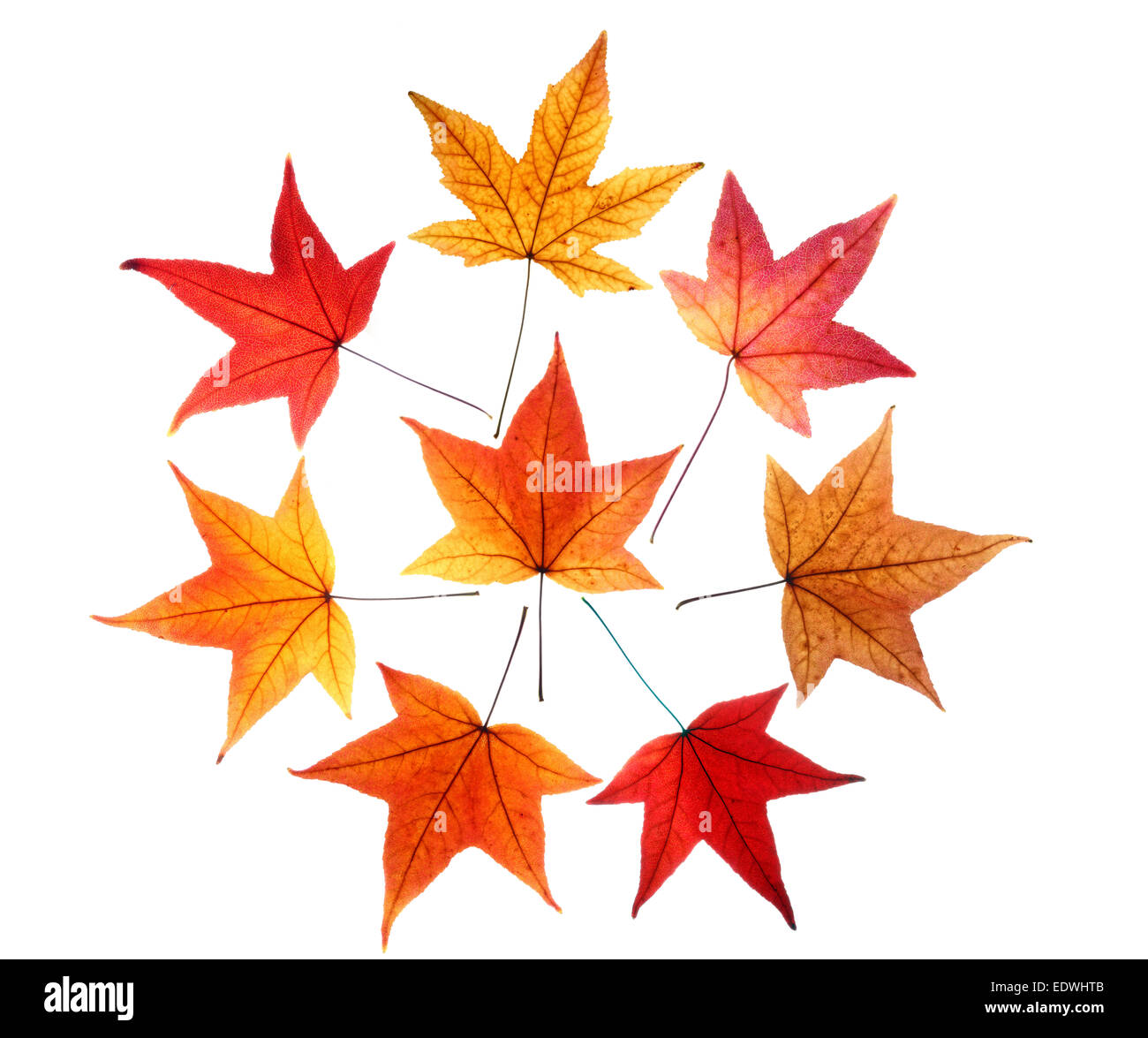 Herbstlaub, Collage, flüssige gelbe Blätter (Liquidambar Styraciflua), Stockfoto