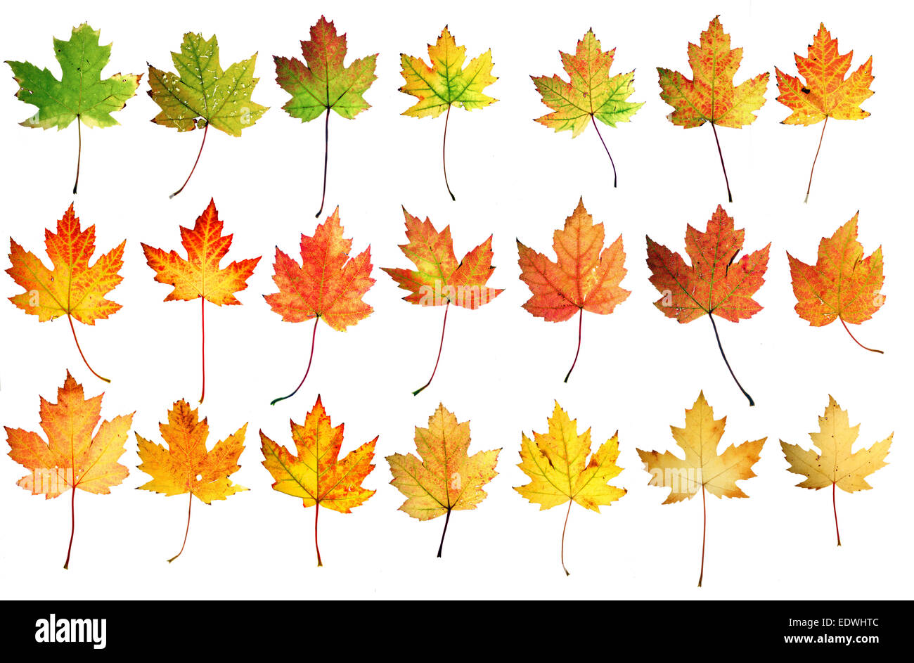 Herbstlaub, Collage, Ahornblätter (Acer Saccharinum), Stockfoto