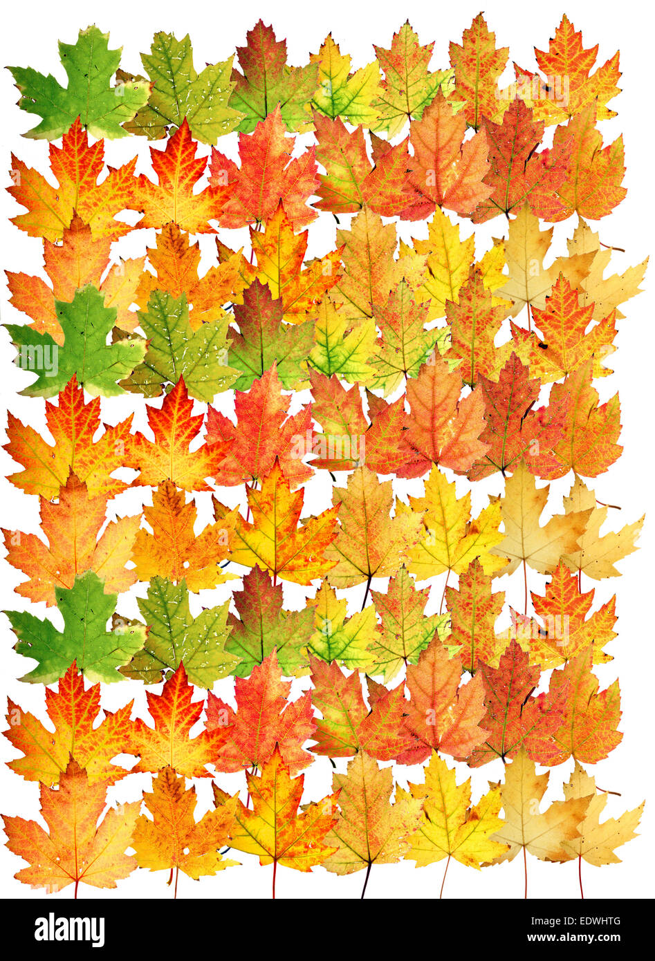 Herbstlaub, Collage, Ahornblätter (Acer Saccharinum), Stockfoto