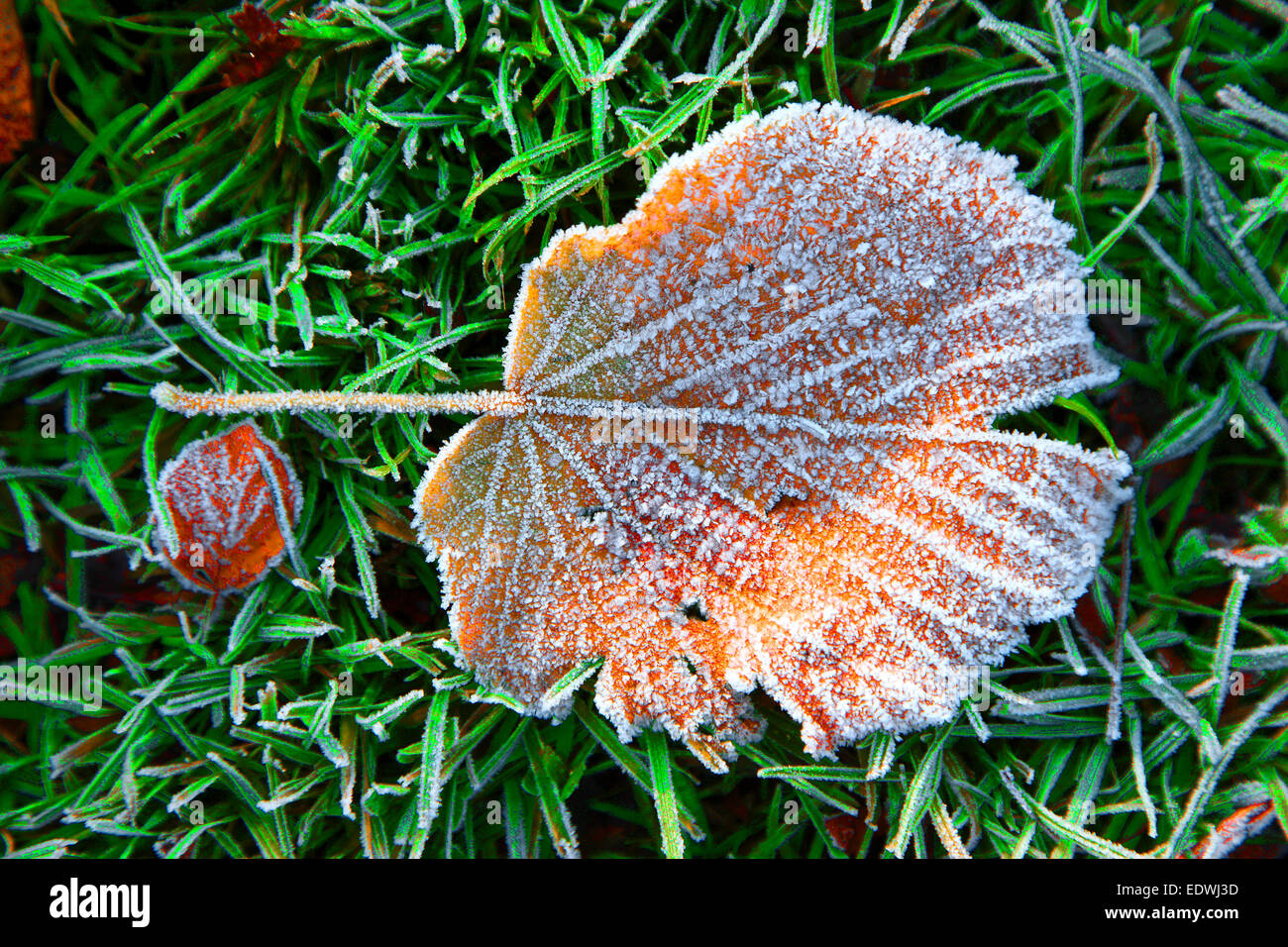 Herbst, Herbst, Laub auf Rasen, Frost, Lindenblatt, Stockfoto