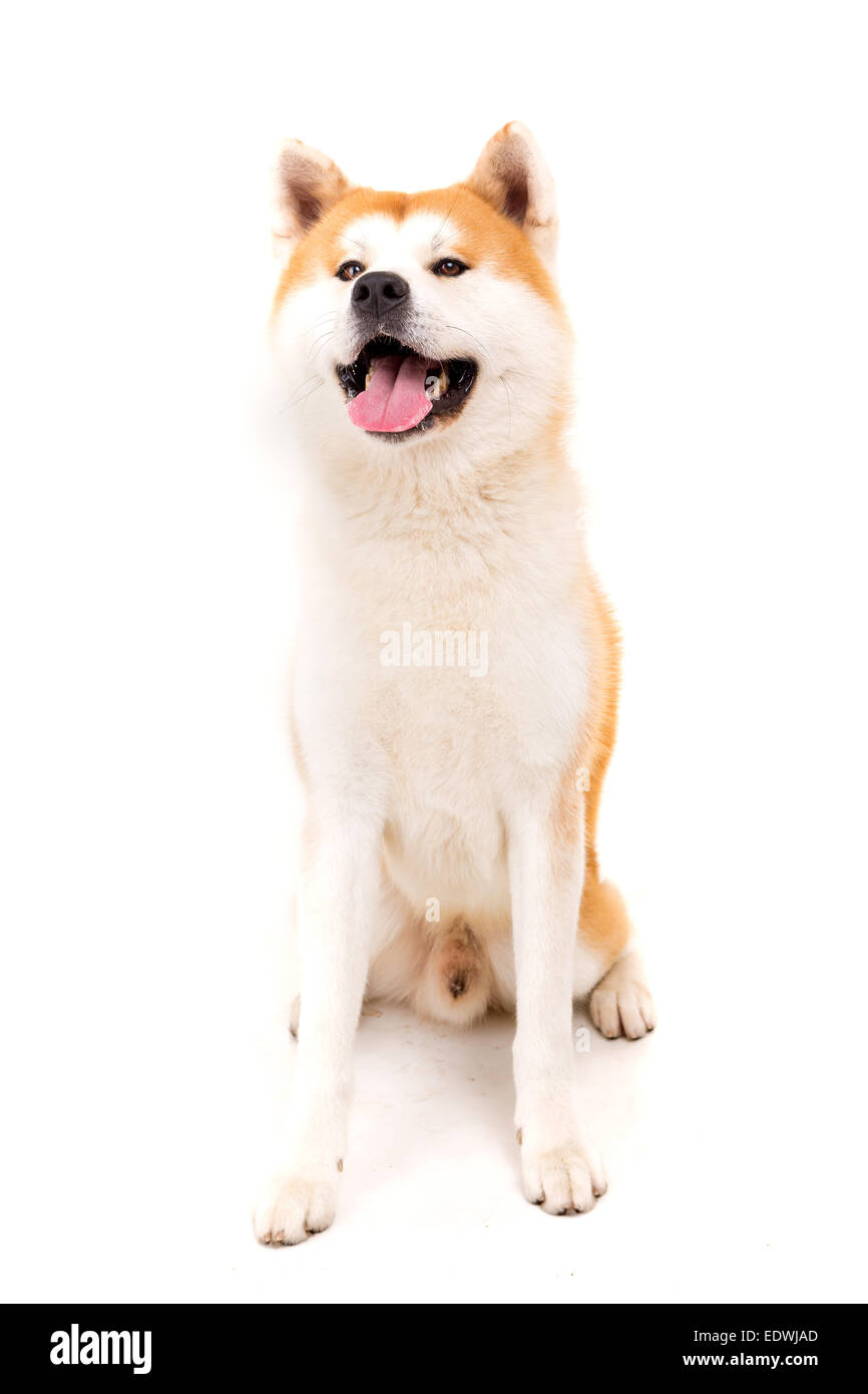 Schönen Akita Inu Hund posiert im studio Stockfoto