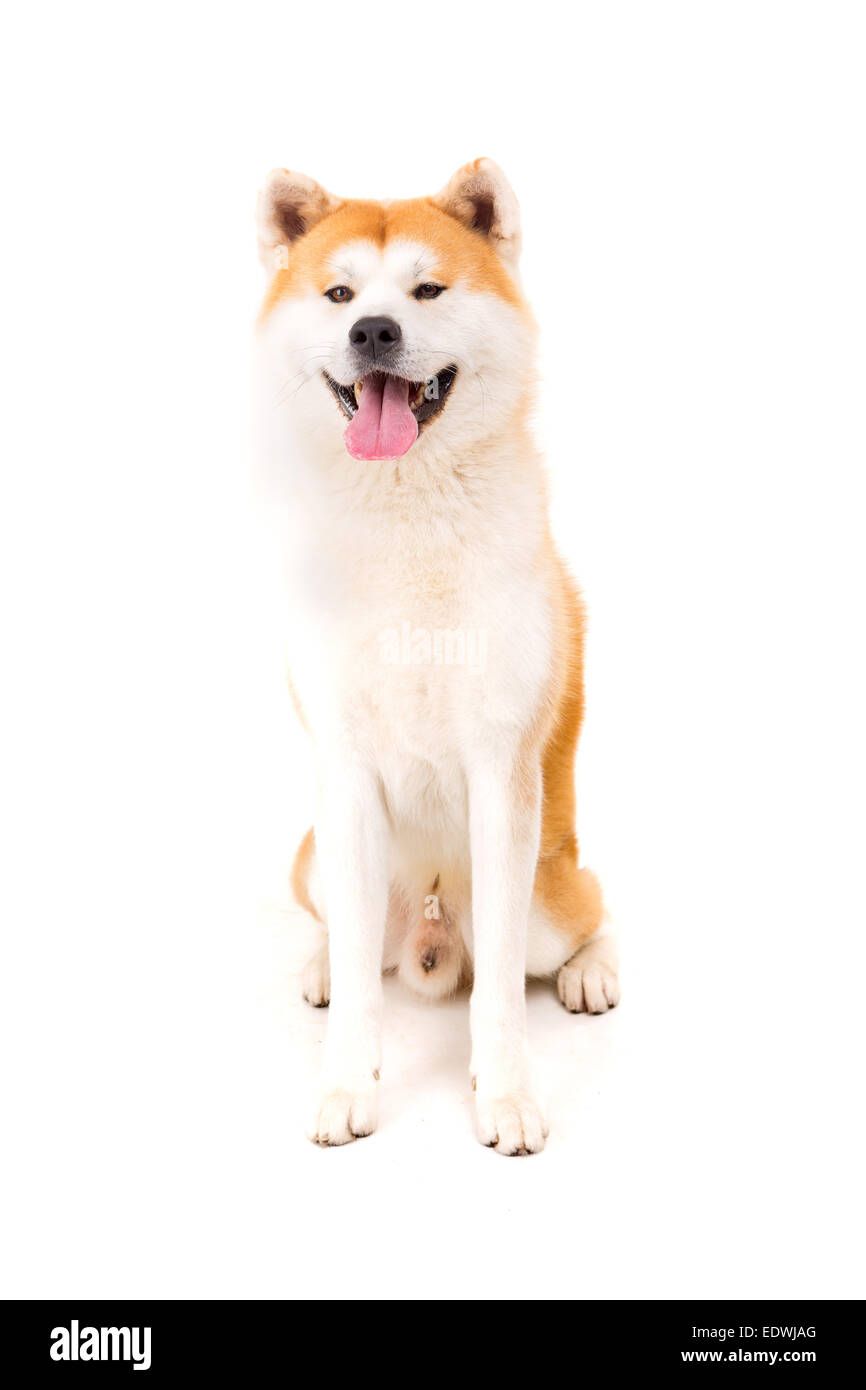 Schönen Akita Inu Hund posiert im studio Stockfoto