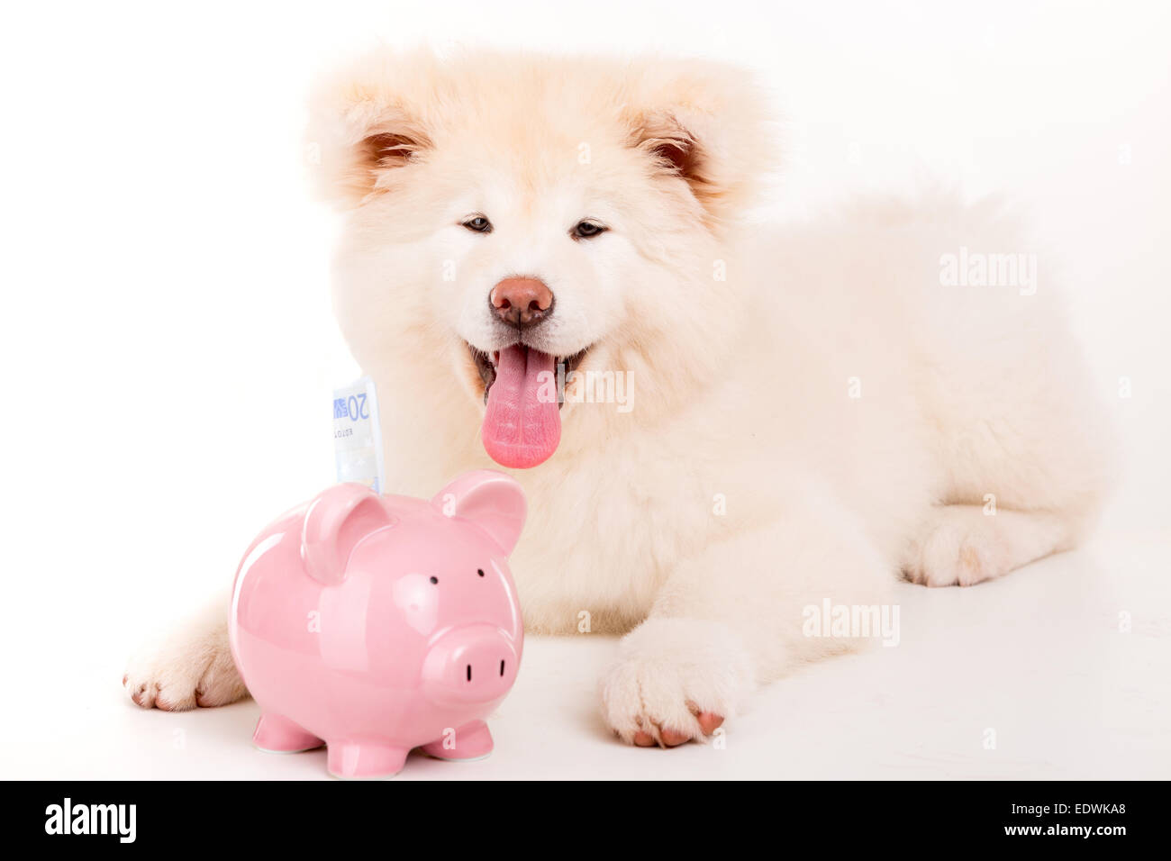 Schönen Akita Inu Hund posiert im studio Stockfoto