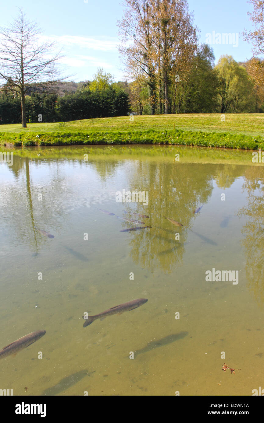 Die Bachforelle (Salmo Trutta) in transparente Teich Stockfotografie