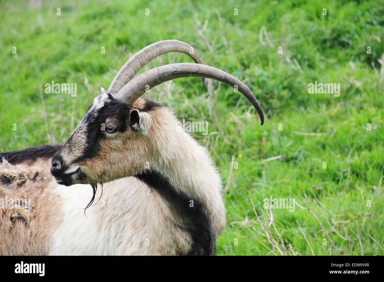 Grauer Ziegenbock Greezing auf frischen grünen Rasen Stockfoto