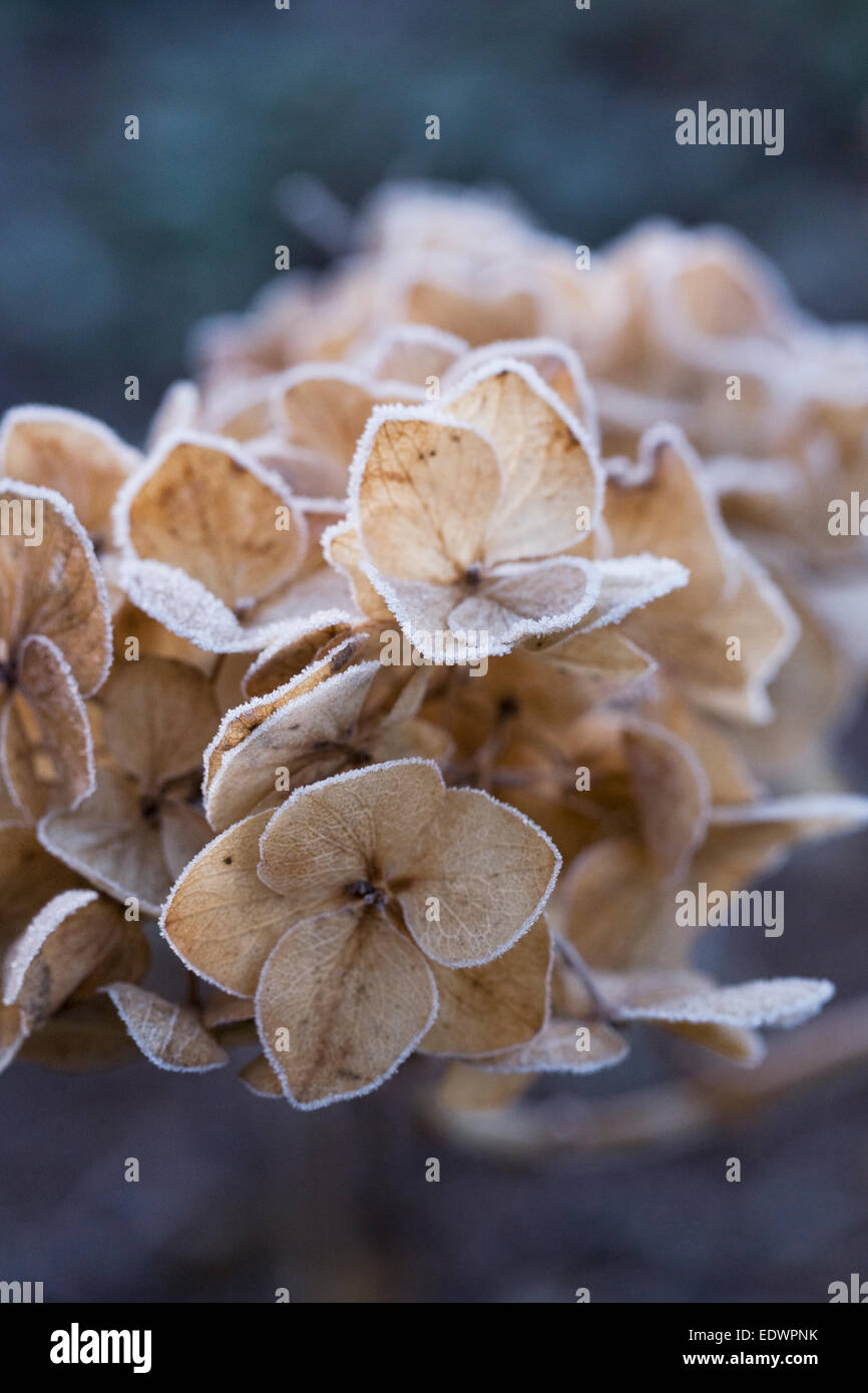 Bereift Hydrangea Köpfe im Winter. Stockfoto