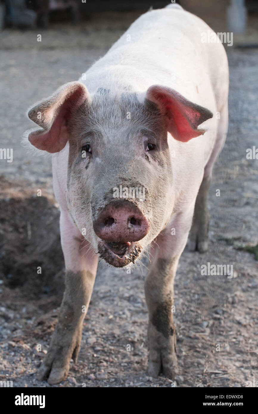 lustiges Schwein Vorderansicht auf Tierfarm Hintergrund stehend Stockfoto