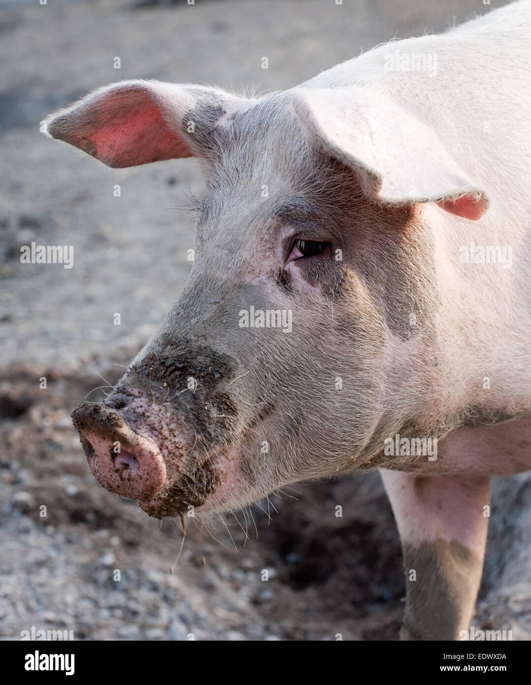 großen Schwein rosa Schnauze Höhenplan auf Outdoor-Hintergrund Stockfoto