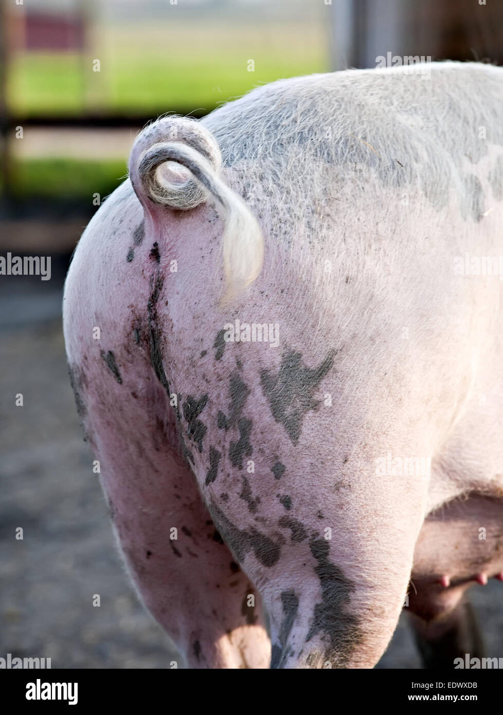 lustige rosa Schweif des großen Schwein Closeup Rückansicht Stockfoto