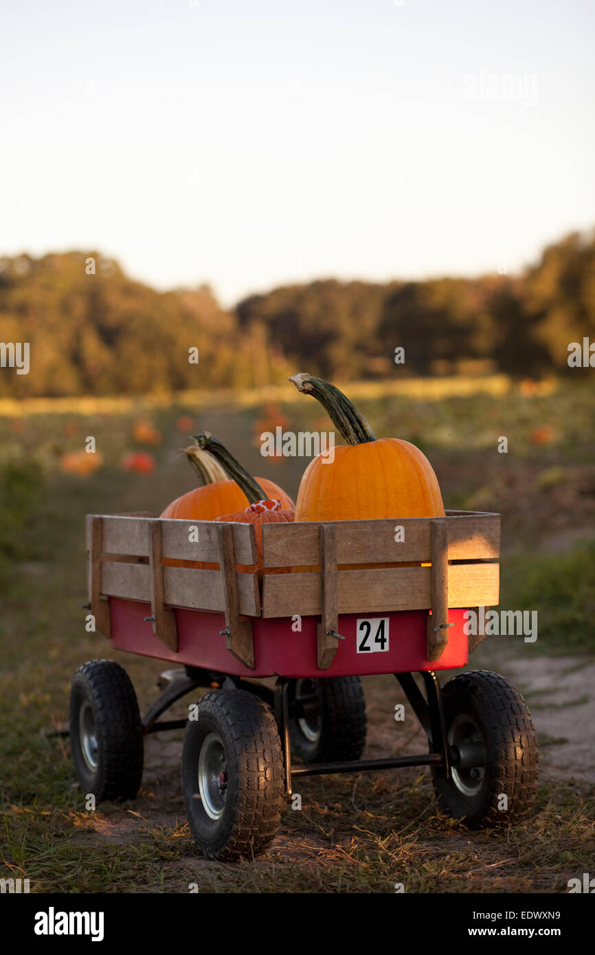 Ein Wagen voller Kürbisse in einem Kürbisfeld. Stockfoto