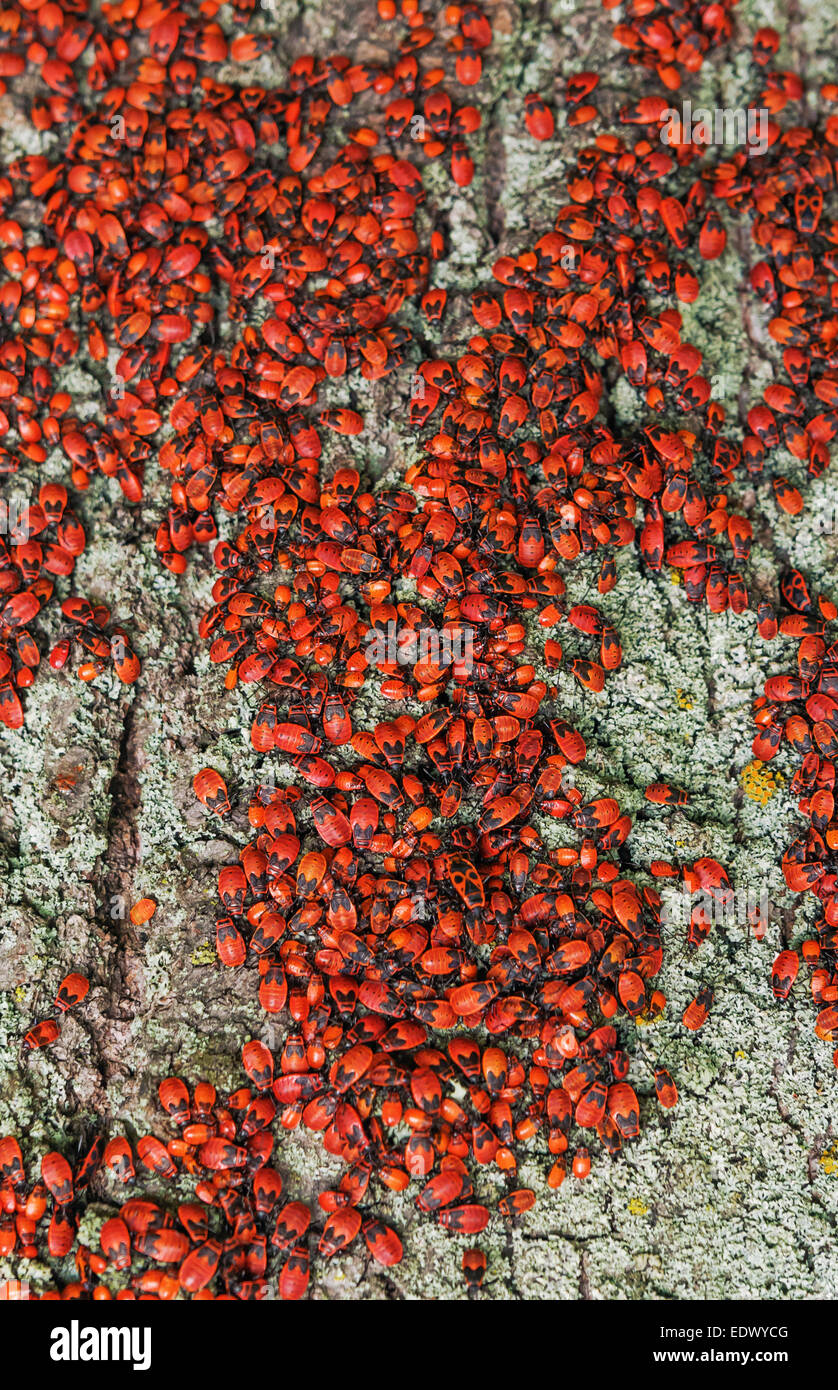 Gruppe von Insekten - ein rot-schwarz Wald Firebug auf Baumrinde. Stockfoto