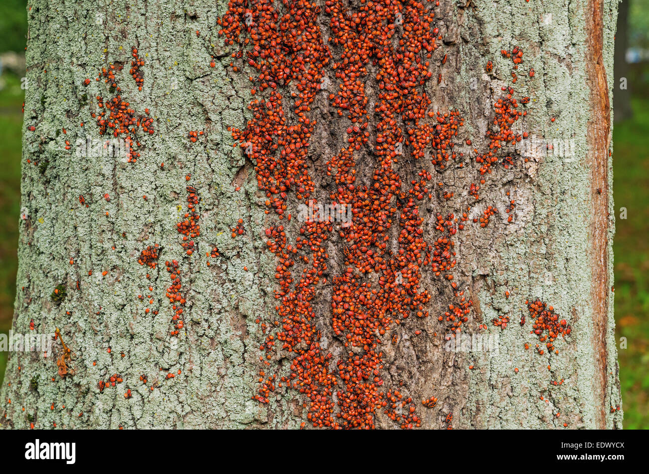 Gruppe von Insekten - ein rot-schwarz Wald Firebug auf Baumrinde. Stockfoto