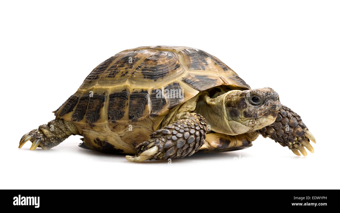 Schildkröte in voller Länge Closeup Höhenplan isoliert auf weiss Stockfoto