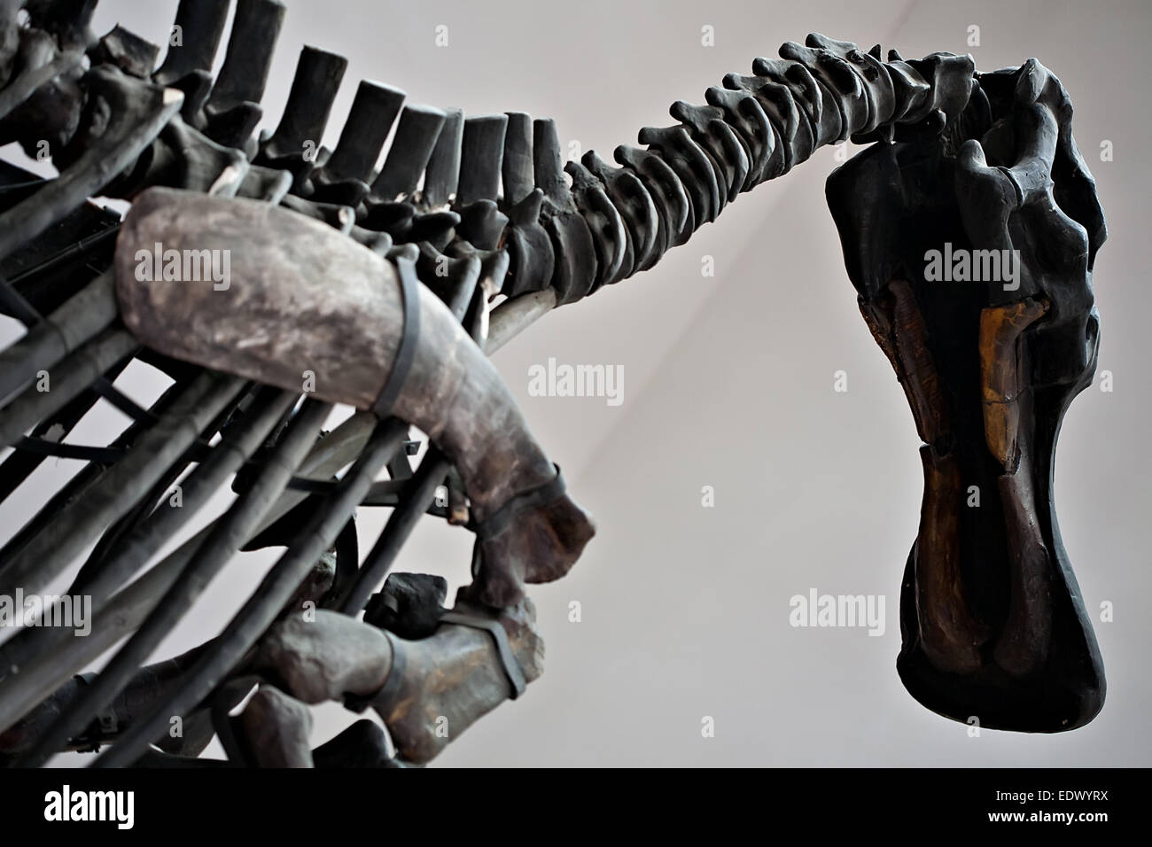 große Dinosaurier Skelett Knochen Closeup Wirbelsäule und Kopf Stockfoto