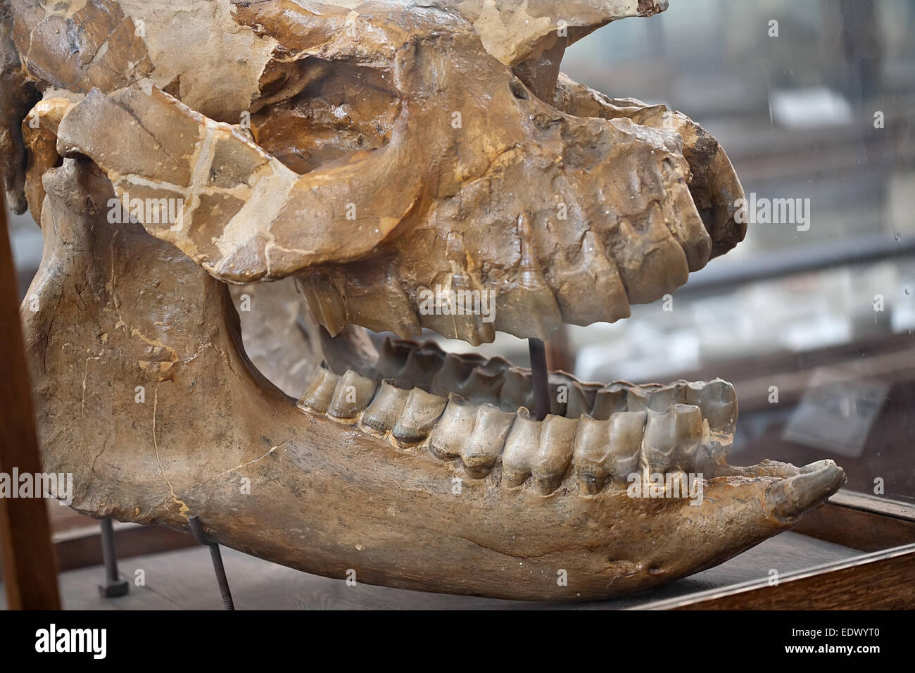 prähistorische Dinosaurier-fossile Schädel mit großen Kiefer closeup Stockfoto
