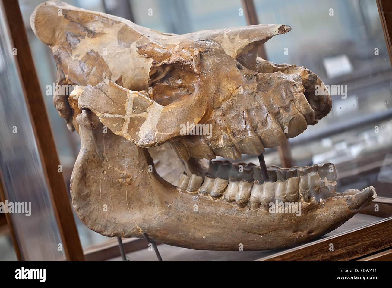 prähistorische Dinosaurier-fossile Schädel mit großen Kiefer closeup Stockfoto