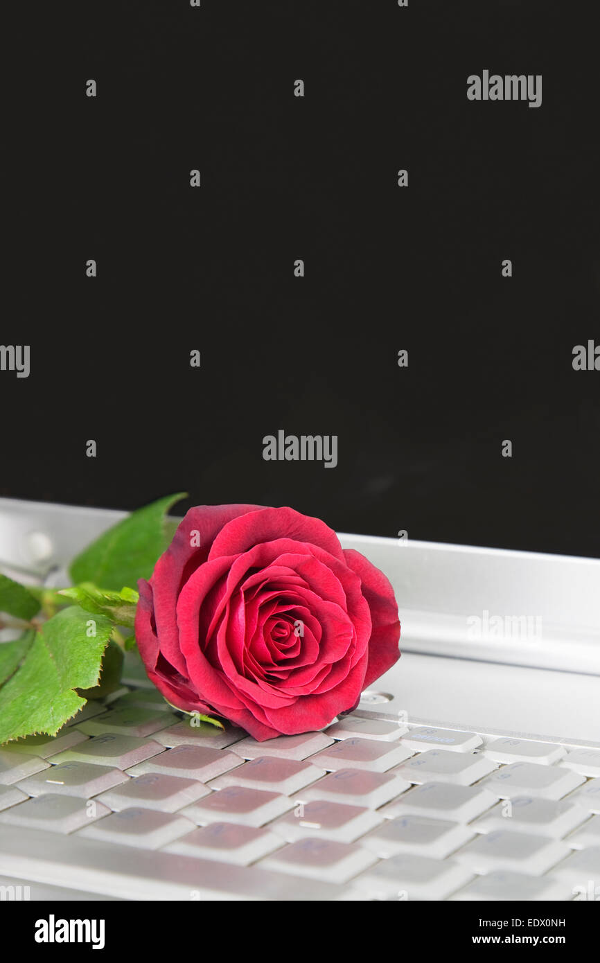 Eine rote Rose auf einem Laptopcomputer Stockfoto