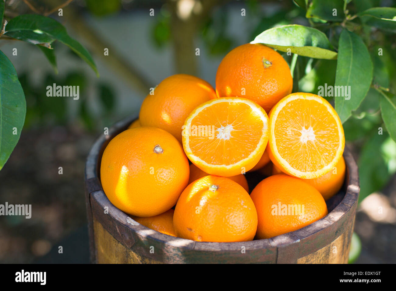 hölzerner Eimer voller Orangen gegen Laub von einem Orangenbaum Stockfoto