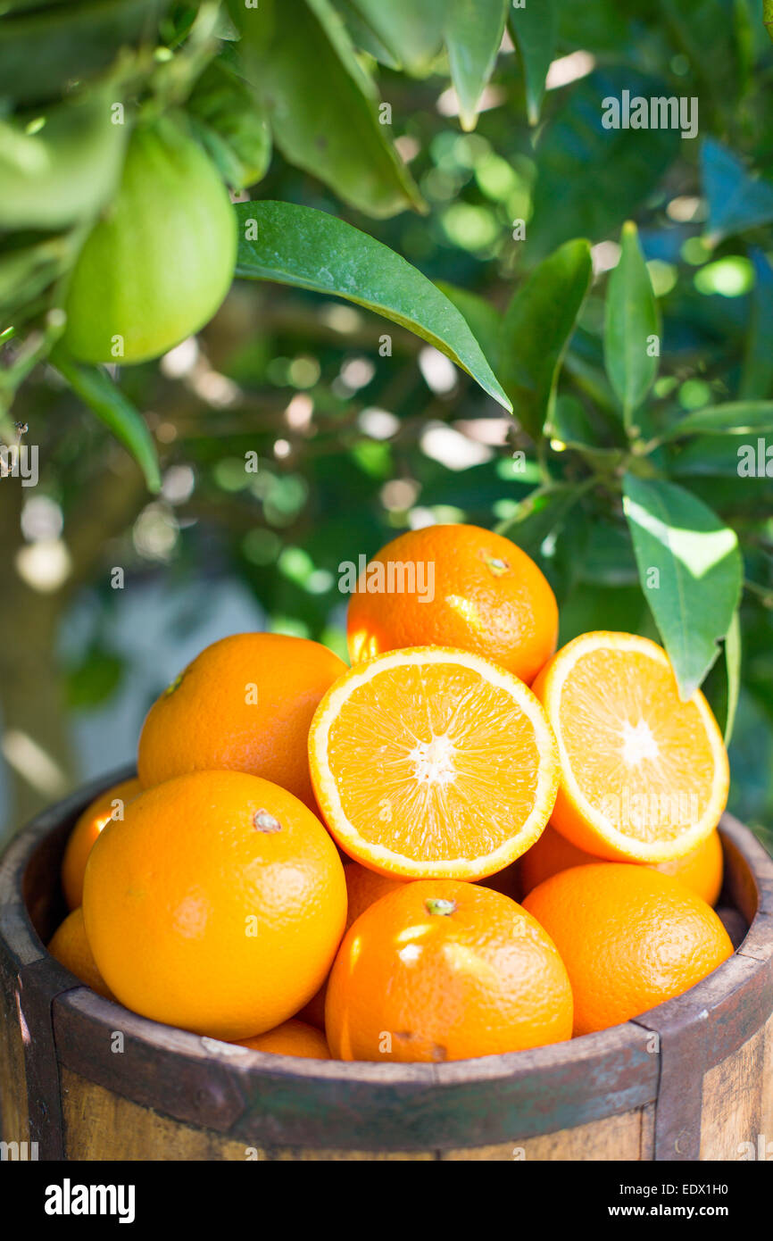 hölzerner Eimer voller Orangen gegen Laub von einem Orangenbaum Stockfoto