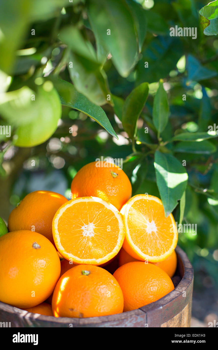 hölzerner Eimer voller Orangen gegen Laub von einem Orangenbaum Stockfoto