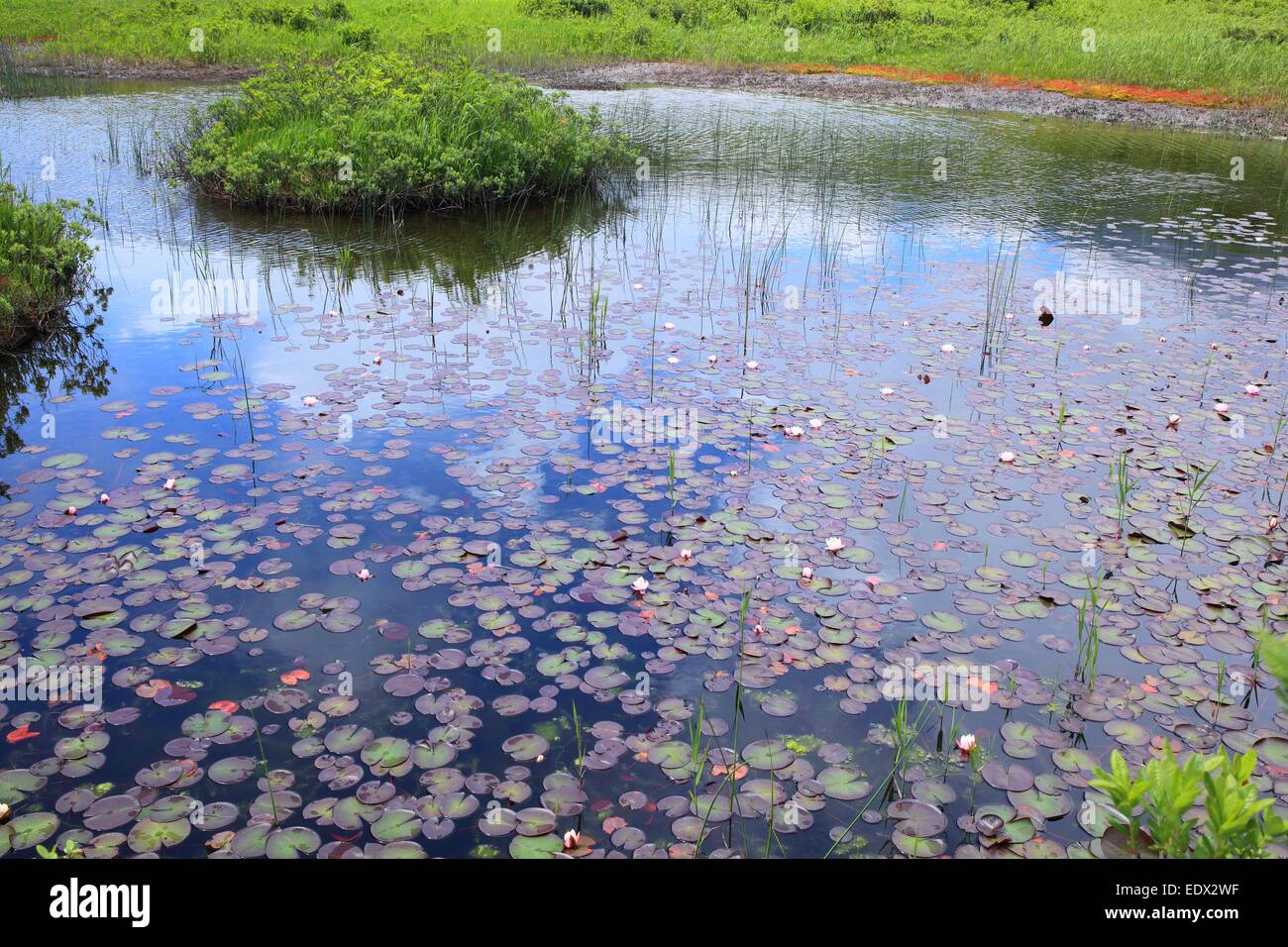 Seerose der Sumpf, Tashirotai Sumpf, Aomori, Japan Stockfoto