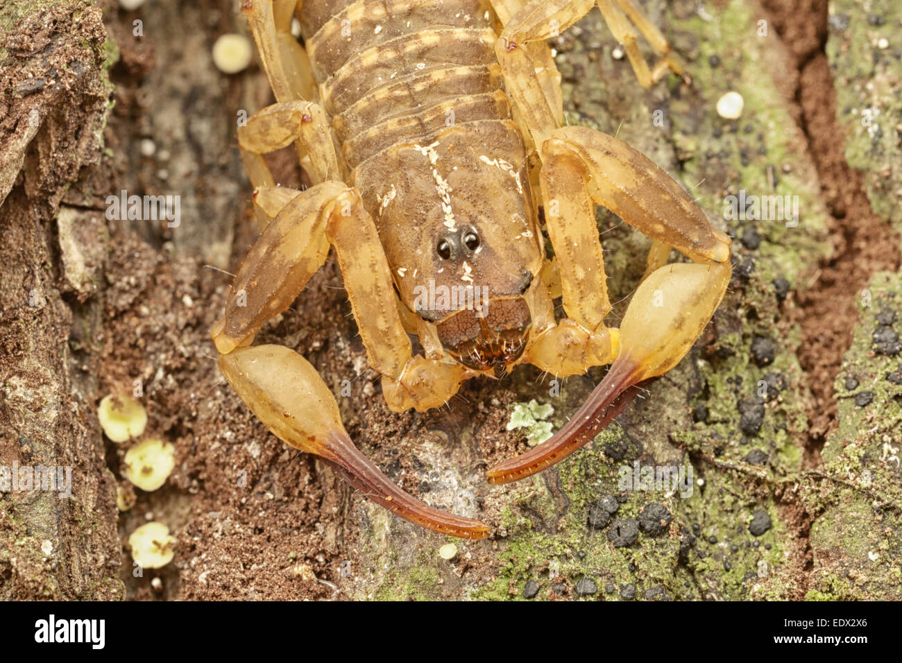 Buthidae Familie Scorpion auf einem Baumstamm in Phu Khieo Wildlife Sanctuary, Thailand. Stockfoto