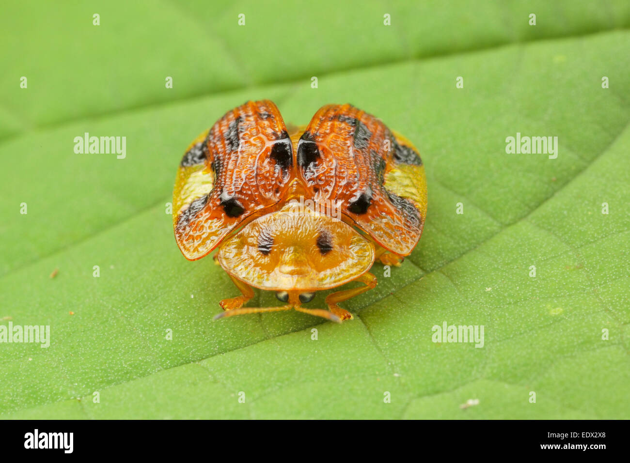 Ein Schildpatt-Käfer aus der Familie der Crysomelidae unter Gattung der Aspidomorpha. Huai Kha Khaeng Wildlife Sanctuary, Thail Stockfoto