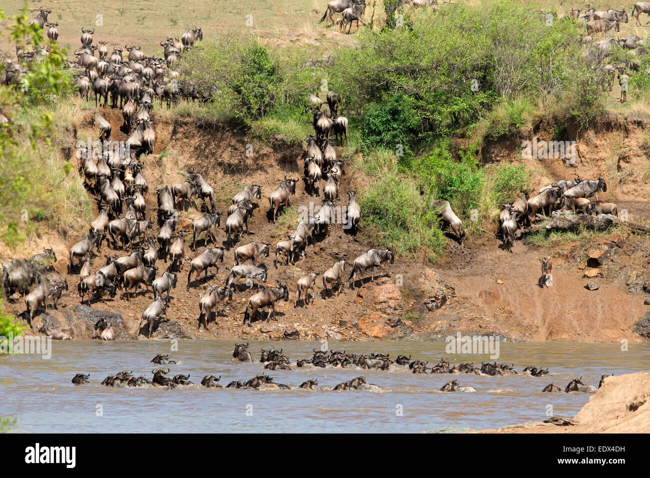 Wandernden Gnus (Connochaetes Taurinus), die Überquerung des Mara Flusses, Masai Mara National Reserve, Kenias Stockfoto