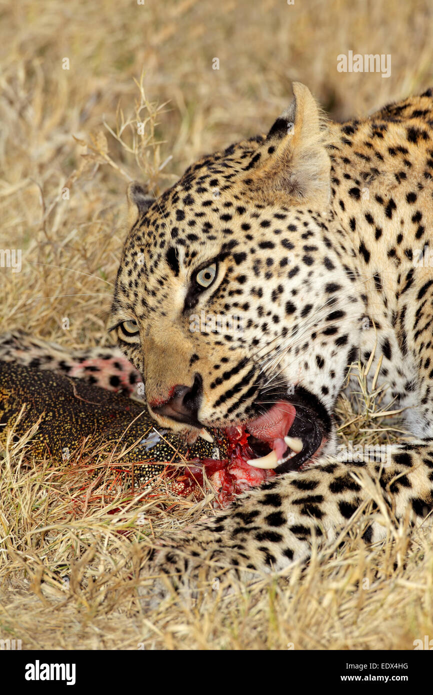 Männliche Leoparden (Panthera Pardus) Fütterung auf seine Beute, Sabie Sand Naturschutzgebiet, Südafrika Stockfoto