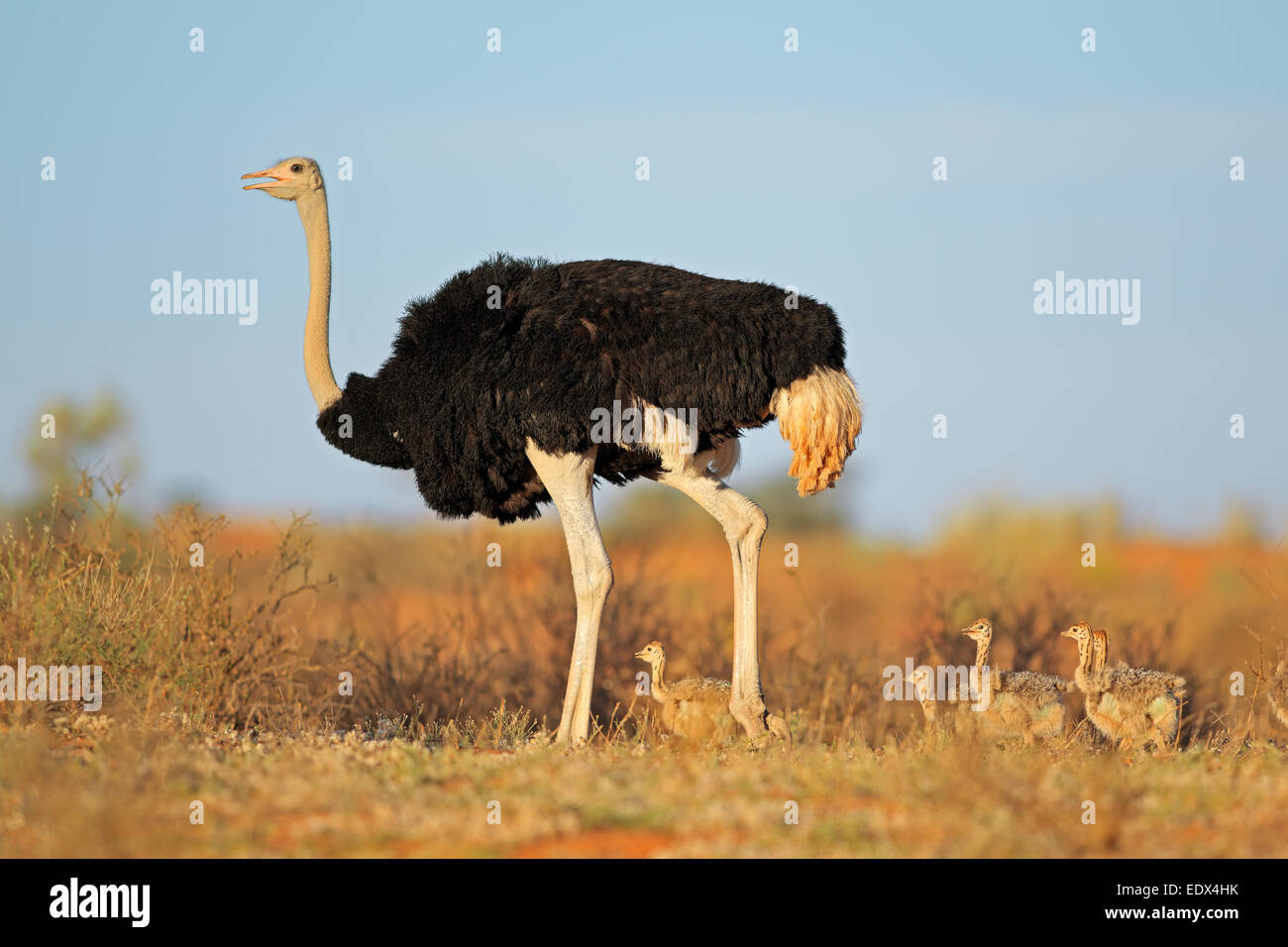 Männliche Strauß (Struthio Camelus) mit Küken, Kalahari-Wüste, Südafrika Stockfoto