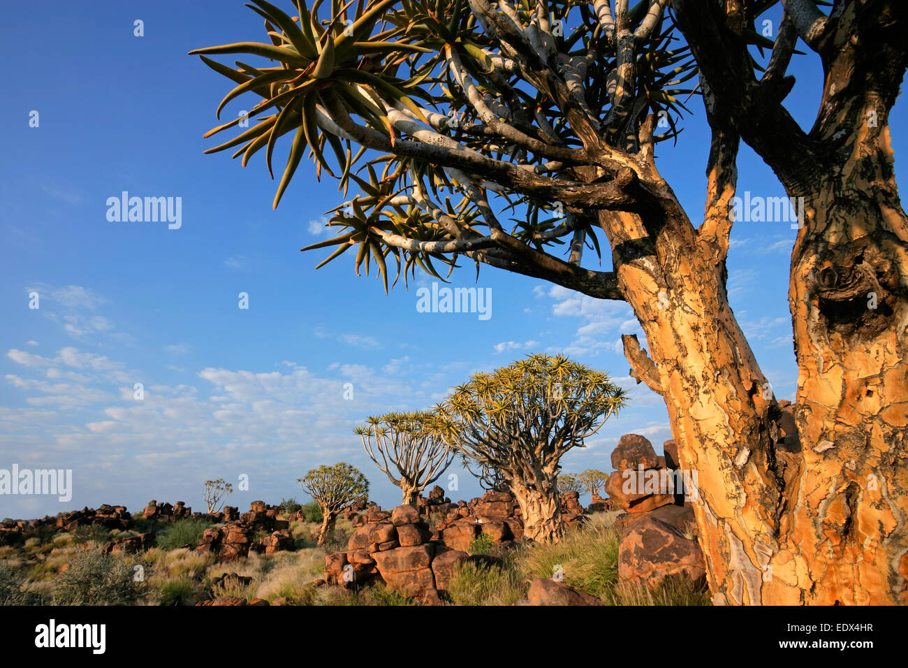 Wüstenlandschaft mit Köcherbäume (Aloe Dichotoma) und Granitfelsen, Namibia Stockfoto