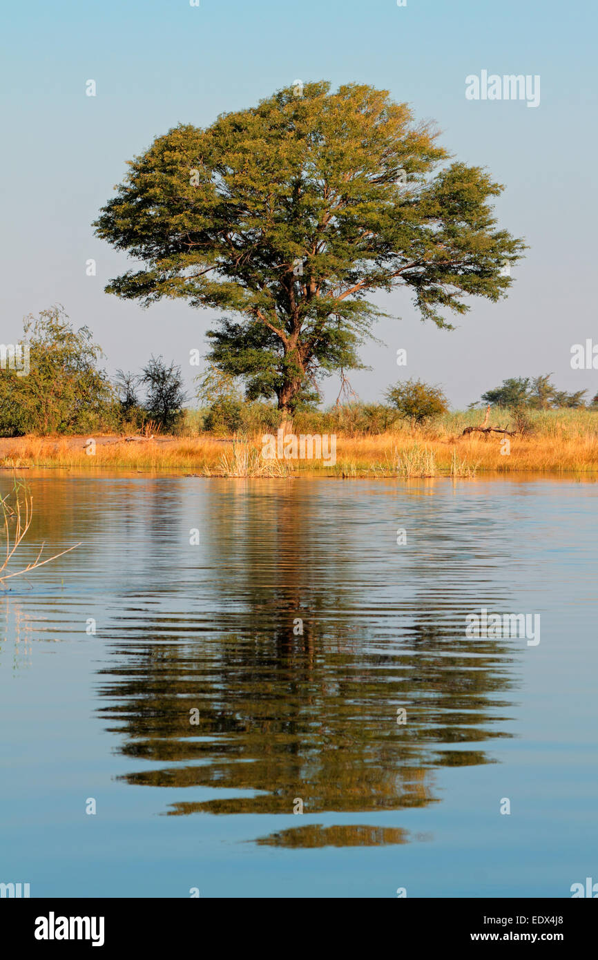Afrikanische Landschaft mit einer Akazie spiegelt sich im Wasser, Kwando Fluss, Namibia Stockfoto
