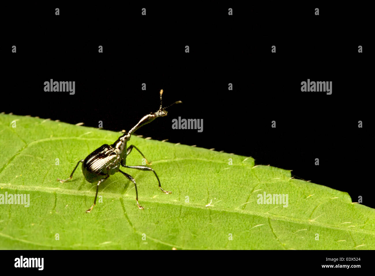 Attelabidae ist eine weit verbreitete Familie der Rüsselkäfer. Sie gehören zu den primitiven Rüsselkäfer, wegen ihrer geraden Antennen. Attelab Stockfoto