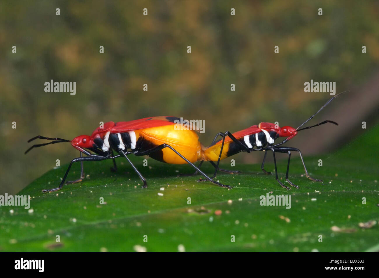 Pyrrhocoridae Fehler Paarung im Kaeng Krachan National Park, Thailand. Stockfoto