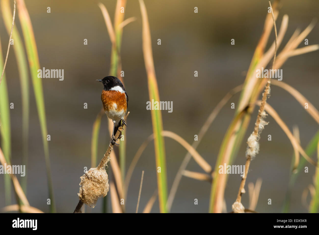 Stein-Chat Vogelarten in Wildlife Wildnis Feuchtgebiet Schilf Stockfoto