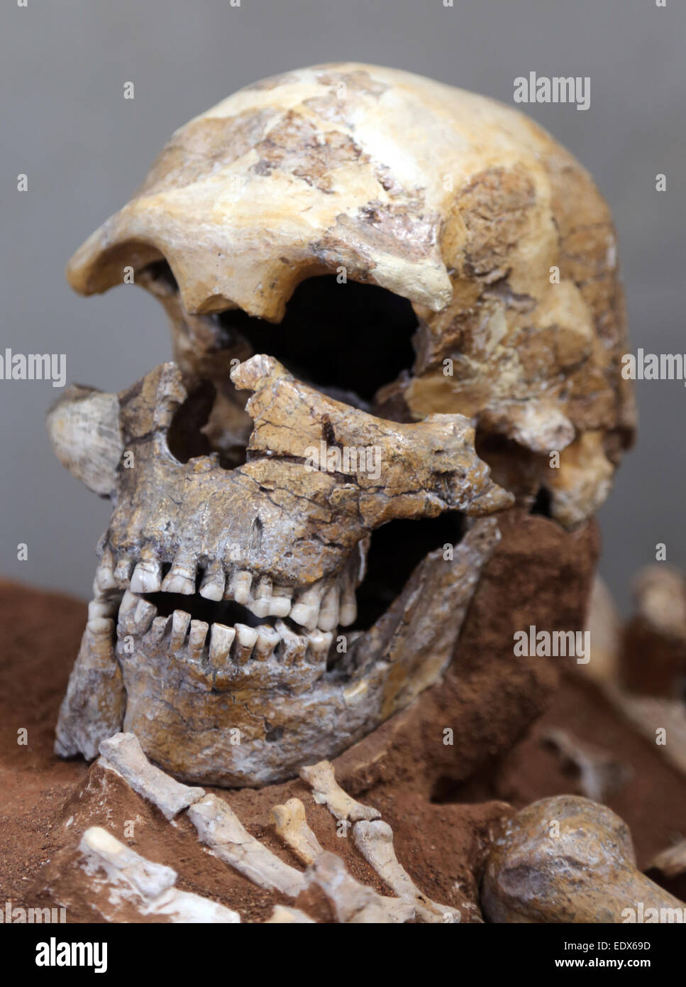 Ein uralter menschliche Schädel schoss in ein archäologisches Museum. Stockfoto