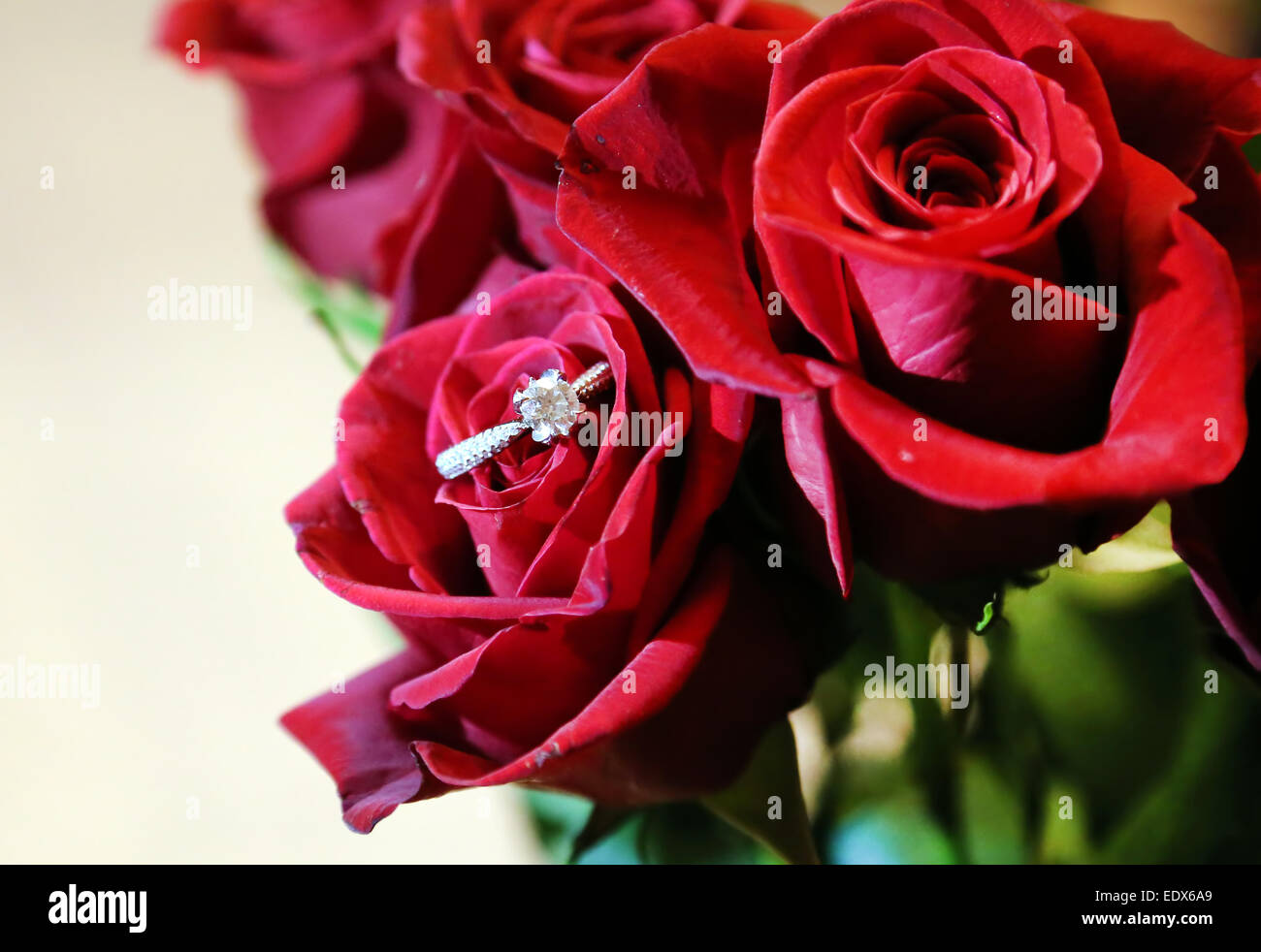 Ein Diamant-Verlobungsring befindet sich im Inneren eine rote Rose. Mehr Rosen sind im Hintergrund. Stockfoto
