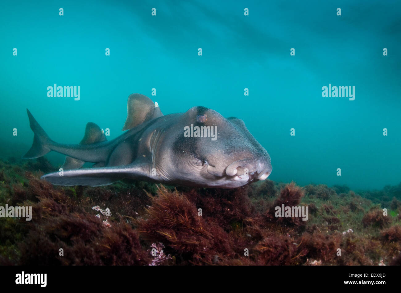 Port Jackson Shark, Montague Island, Australien Stockfoto