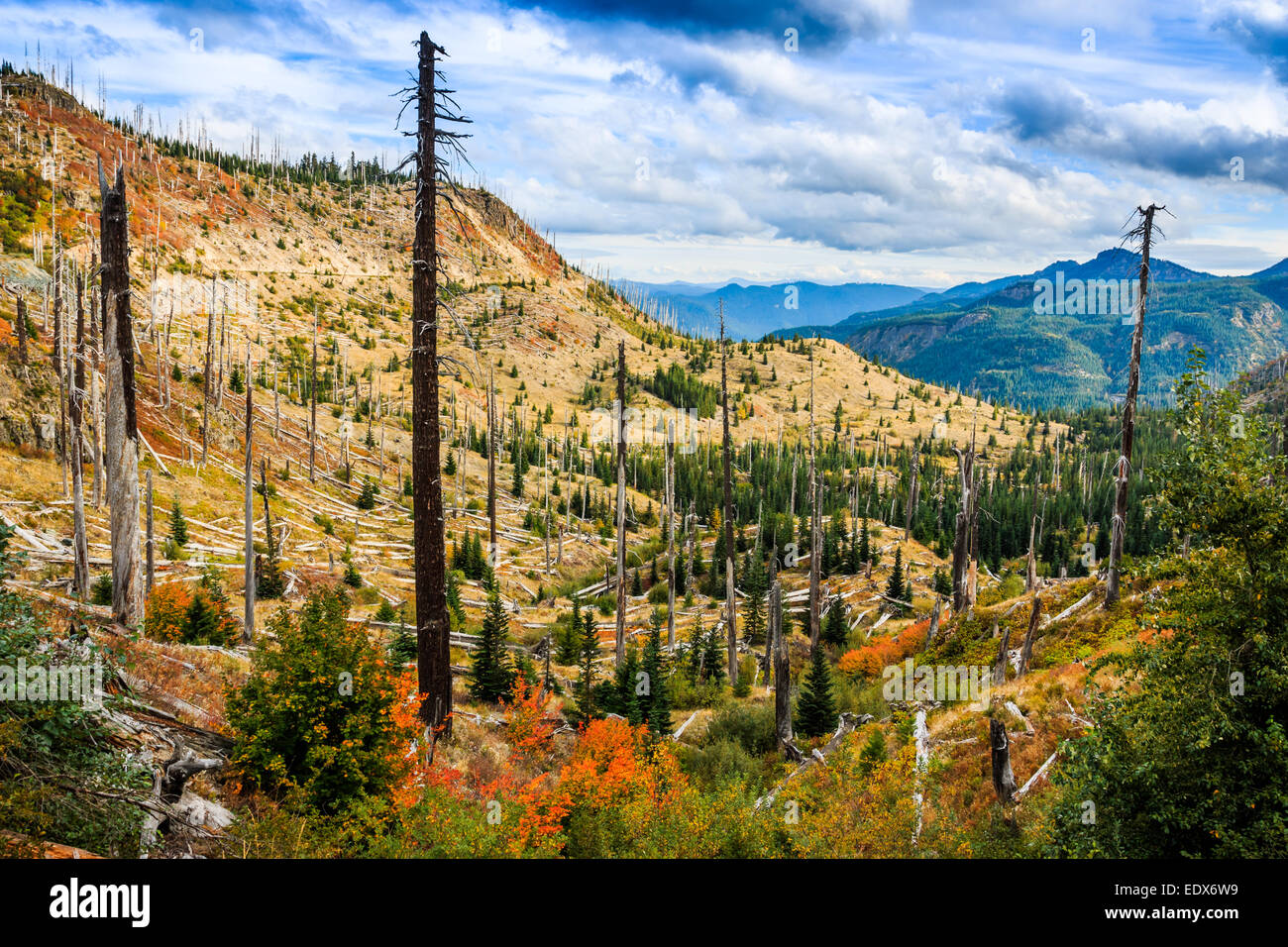 Landschaft der verbrannte Bäume, US-Bundesstaat Washington Stockfoto
