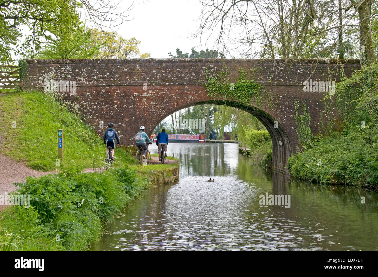 Western Canal Grande in der Nähe von Halberton in Devon Stockfoto