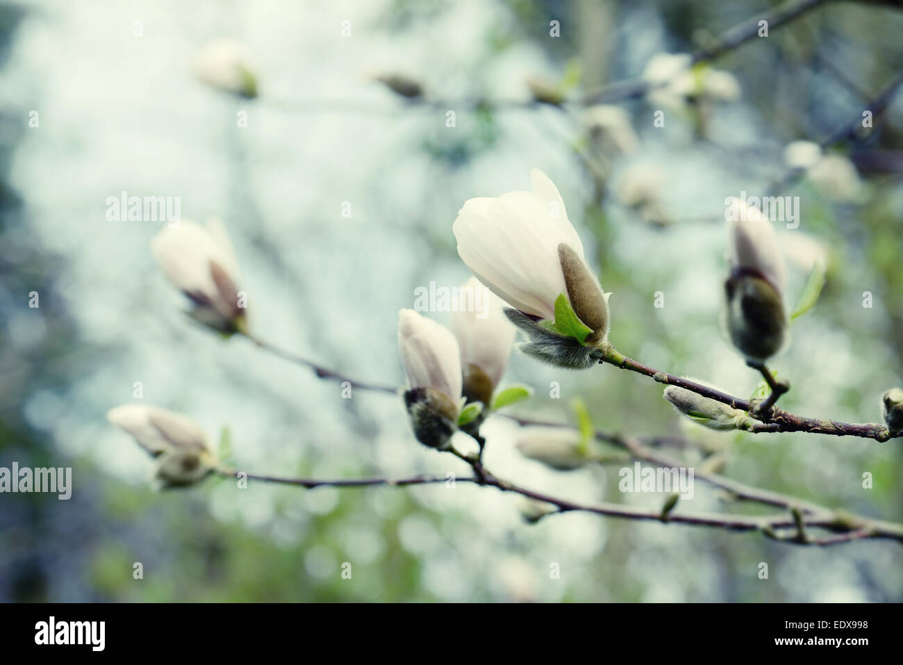 weiße Magnolie Baum Blüte Stockfoto
