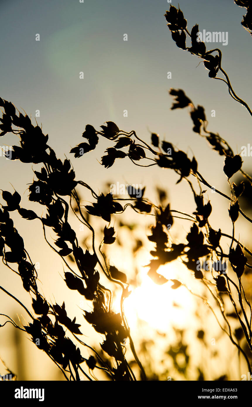 Eine Silhouette der Wildpflanze Stockfoto