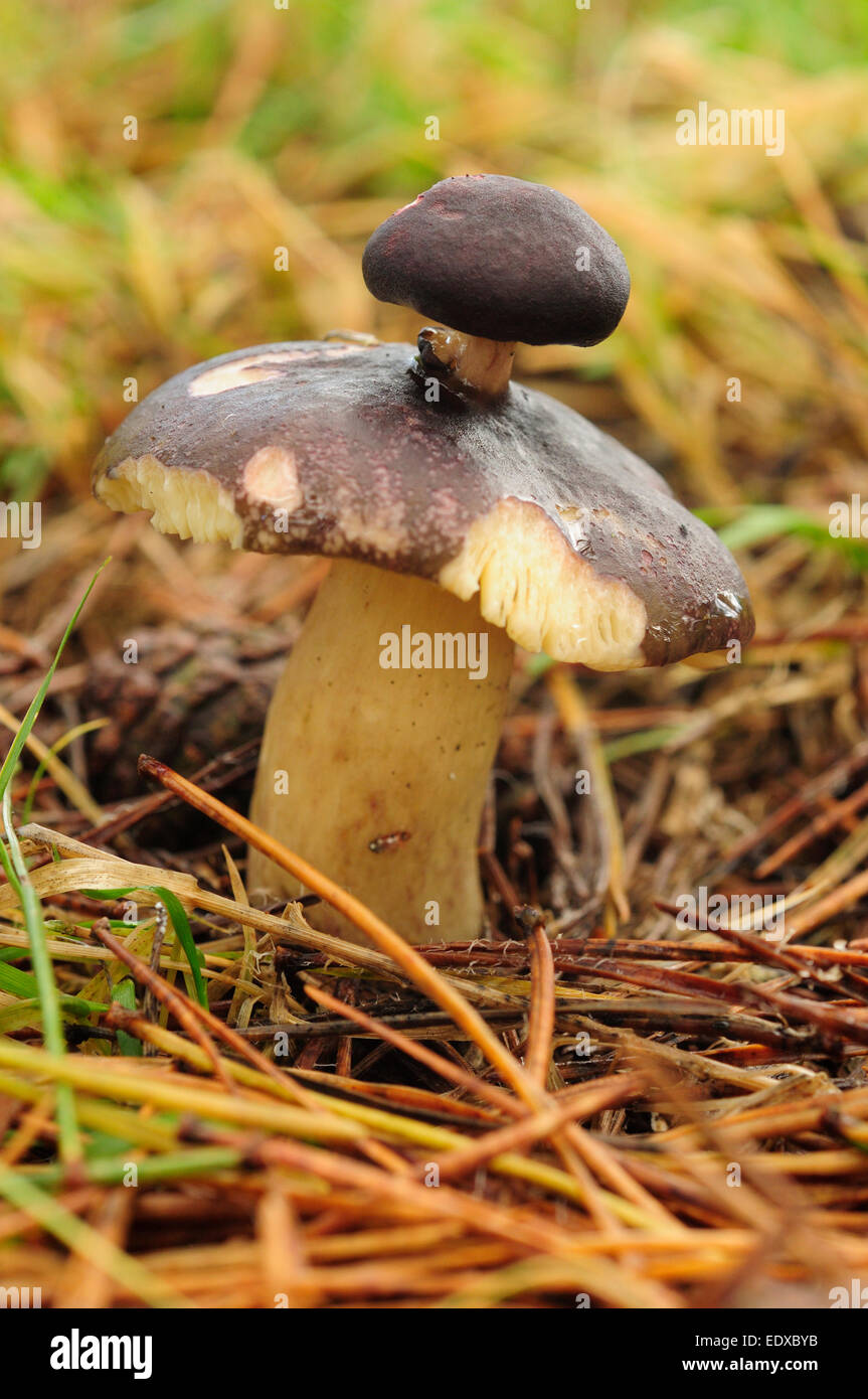 Fruchtkörper ubling auf ein anderes Toadstool´s Pileus. Stockfoto