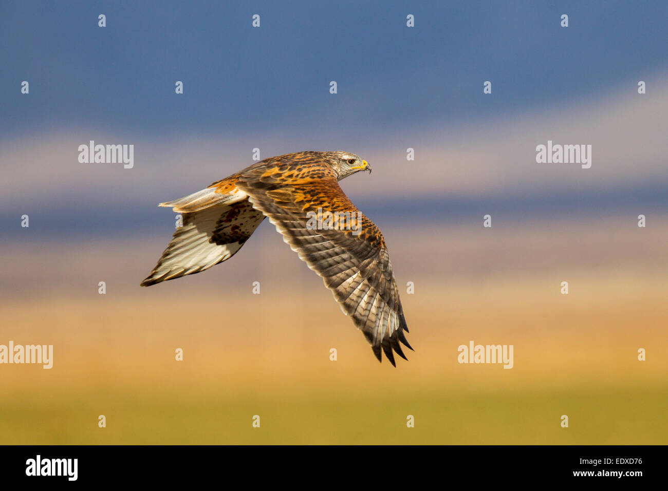 Eisenhaltiger Falke Buteo Regalis Sulphur Springs Valley, morph südlich von Willcox, Arizona, USA 9 Januar Adult light Acci Stockfoto