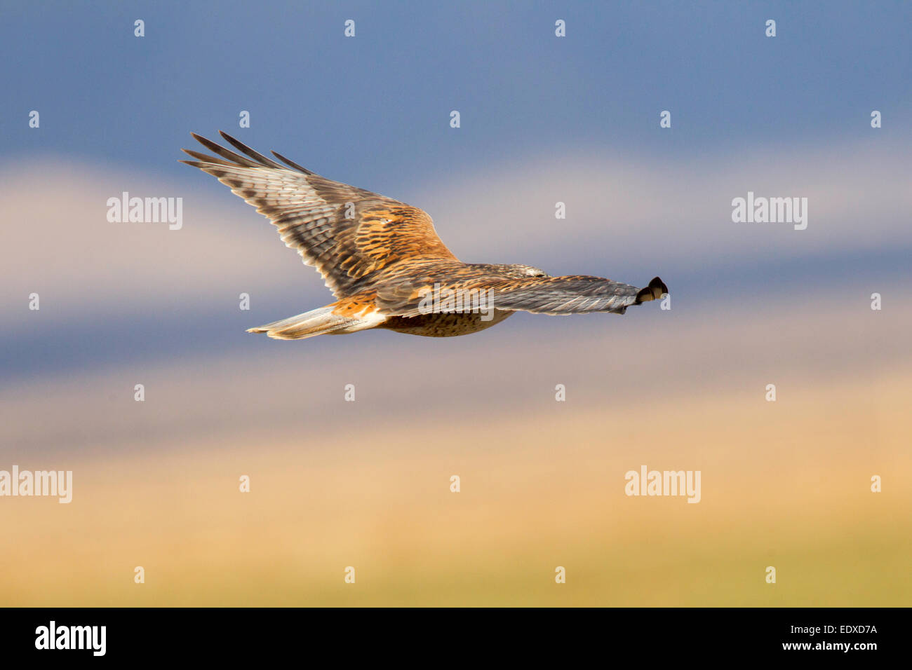 Eisenhaltiger Falke Buteo Regalis Sulphur Springs Valley, morph südlich von Willcox, Arizona, USA 9 Januar Adult light Accipt Stockfoto