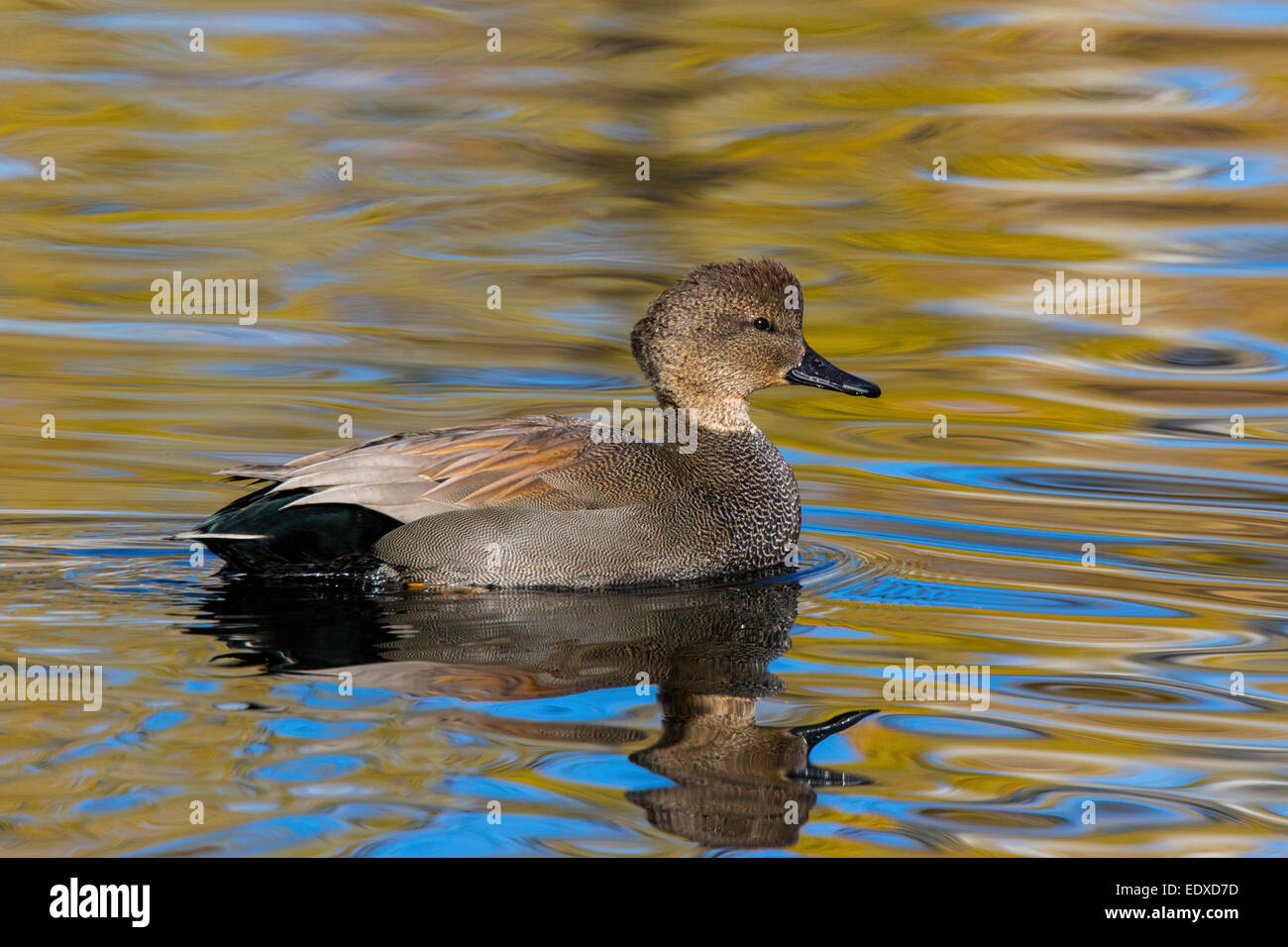 Gadwall Anas Strepera Tucson, Pima County, Arizona, USA 3 Januar erwachsenen männlichen Entenvögel Stockfoto