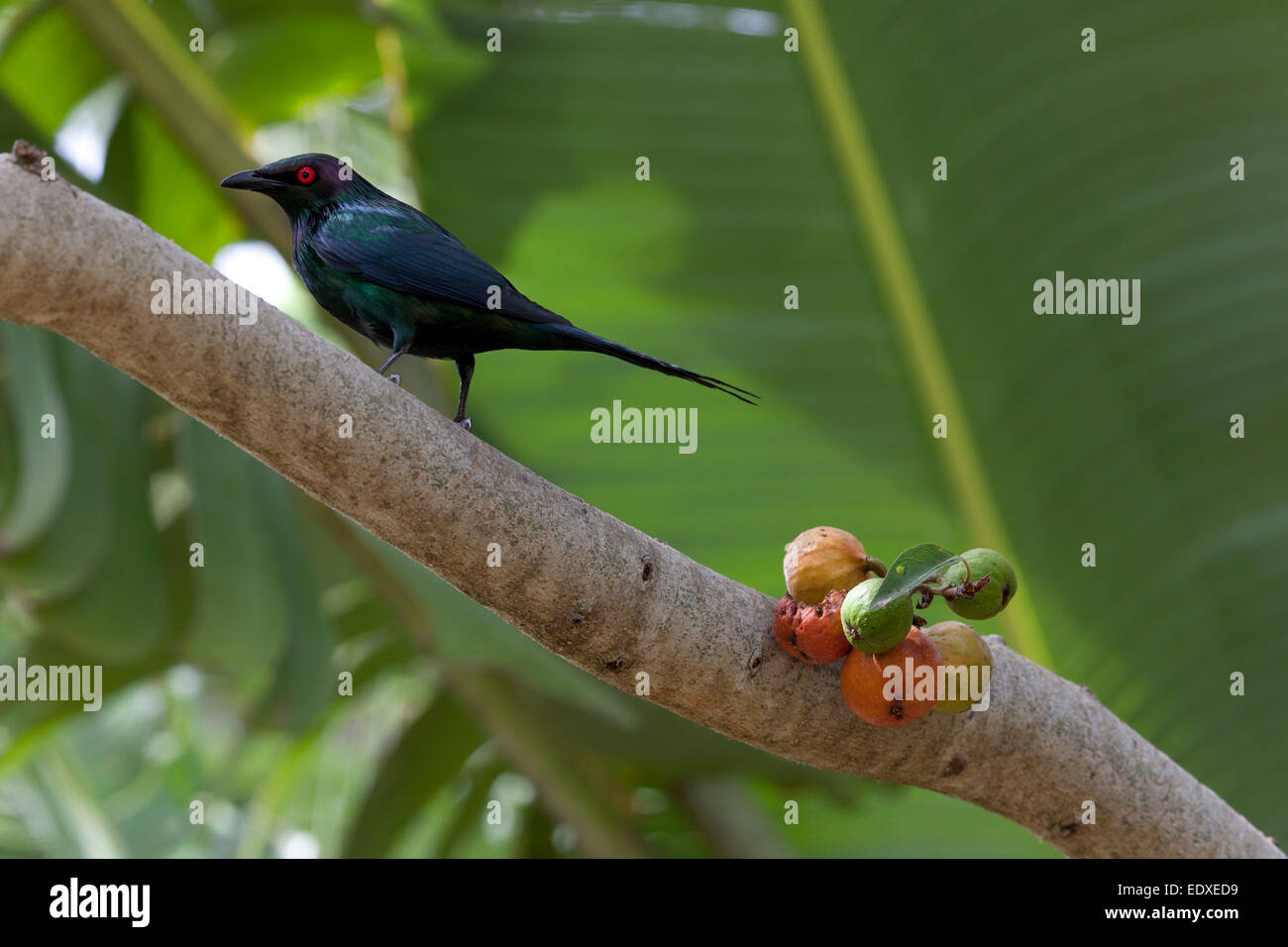 Weiß-winged Alpenkrähe auf einem Baum, Queensland, Australien Stockfoto